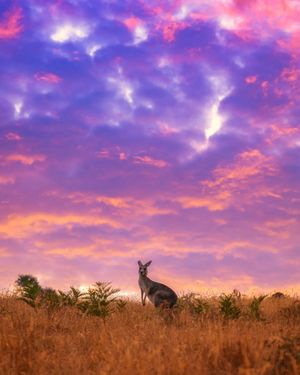 Image post by @visitmelbourne on Instagram