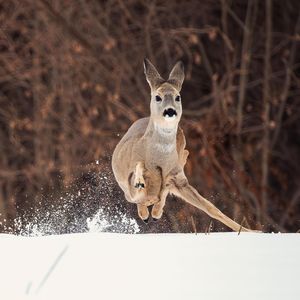 Image post by @bbcearth on Instagram