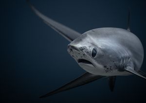 Image post by @discovery on Instagram