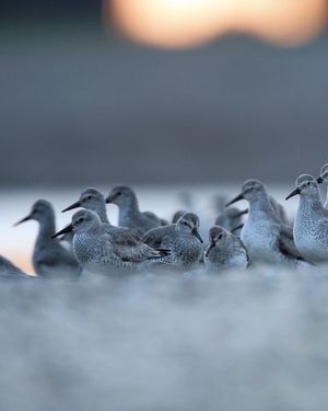 Image post by @rspb on Instagram