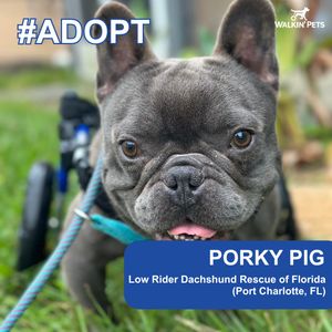 Image post by @walkinpets on Instagram