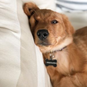 Image post by @pancake.thegolden on Instagram