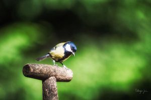 Image post by @rspb on Instagram
