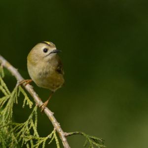 Image post by @rspb on Instagram