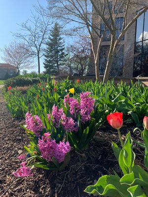 Image post by @WalshUniversity on Twitter