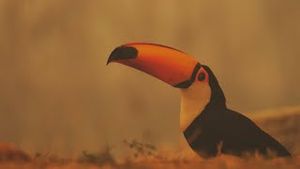 Video post by @bbcearth on YouTube