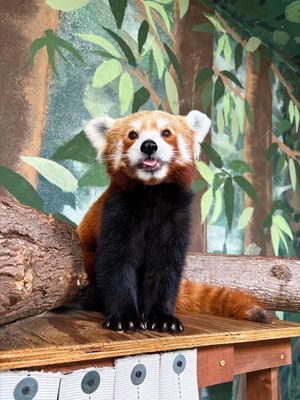 Image post by @bhamzoo on Instagram