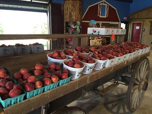 Image post by @southernbellefarm on Instagram