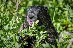 Image post by @wanatlparkfund on Instagram