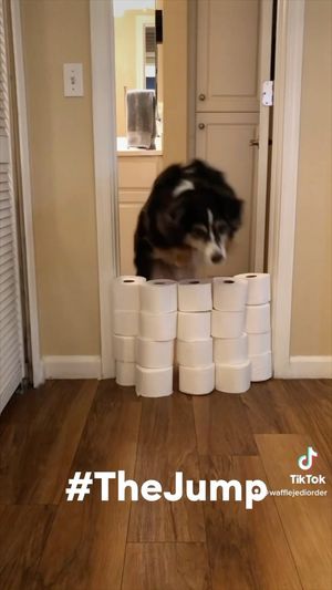 Video post by @petsmart on Instagram