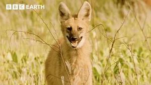 Video post by @bbcearth on YouTube