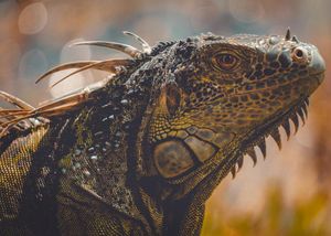 Image post by @soaringpixels on Instagram