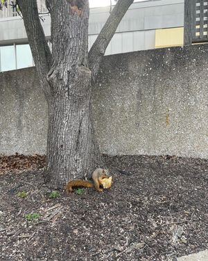 Image post by @squirrels.mizzou on Instagram