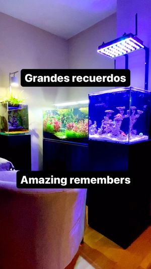 Video post by @aqualupi on Instagram