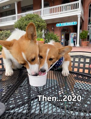 Image post by @ziggy_thecorg on Instagram