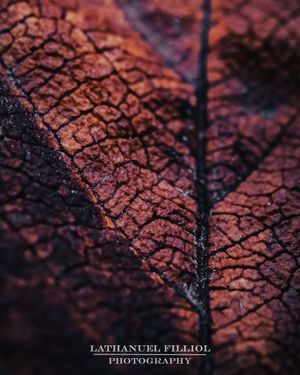 Image post by @lathanuelf_photos on Instagram