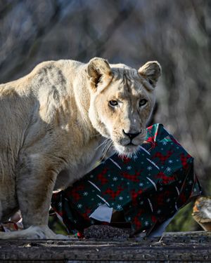 Image post by @thetorontozoo on Instagram