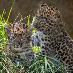 Image post by @sandiegozoo on Instagram