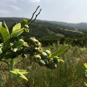 Image post by @alpertongfidanligi on Instagram