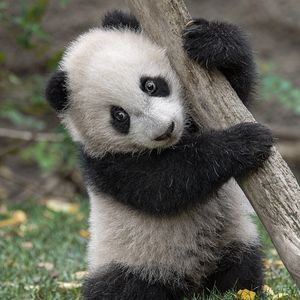 Image post by @sandiegozoo on Instagram