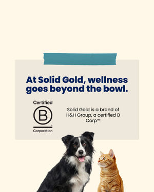 Image post by @solidgoldpets on Instagram