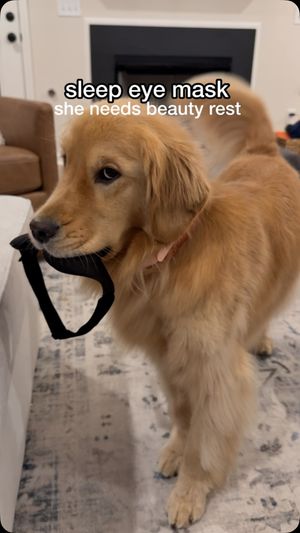 Image post by @pearl.the.golden.girl on Instagram
