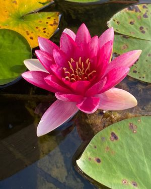 Image post by @atlantiswatergardens on Instagram