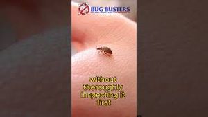 Video post by @bugbustersusa on YouTube