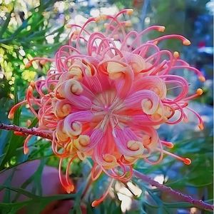 Image post by @herbsonthehill on Instagram