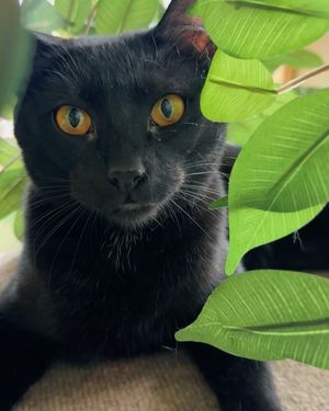 Image post by @coolcatcollectivelbc on Instagram