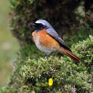 Image post by @rspb on Instagram