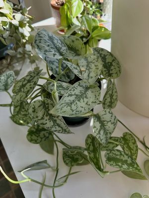 Image post by @reenasplants on Instagram