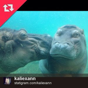 Image post by @sandiegozoo on Instagram