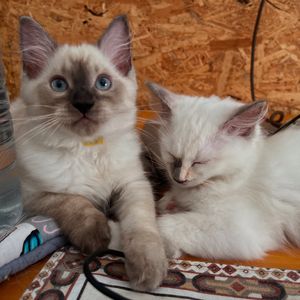 Image post by @brunrik.and.pyrene.ragdolls on Instagram
