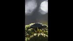 Video post by @bbcearth on YouTube