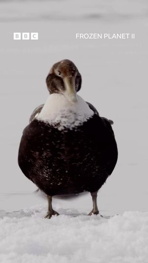 Video post by @bbcearth on Instagram