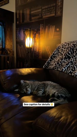 Video post by @catcatoura on Facebook
