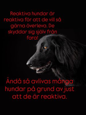 Image post by @det_goda_hundagarskapet on Instagram