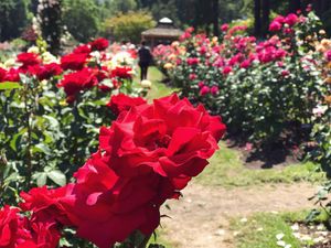 Image post by @sammiemorrissey on Instagram