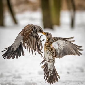 Image post by @discovery on Instagram