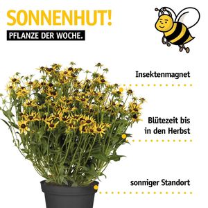 Image post by @oldenburgerwohngarten on Instagram
