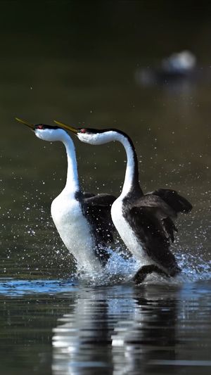 Video post by @bbcearth on Instagram