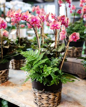 Image post by @rogersgardens on Instagram