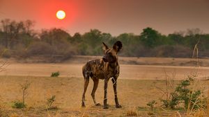 Image post by @bbcearth on Instagram