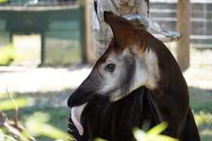 Image post by @zootampa on Instagram