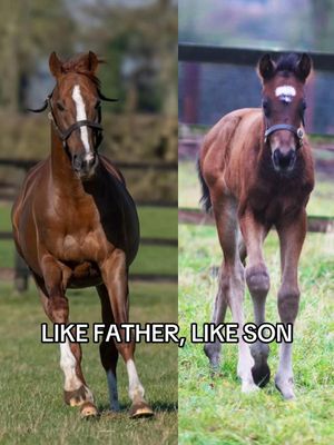 Video post by @worldhorseracing on TikTok