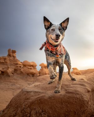 Image post by @triumphpetfood on Instagram