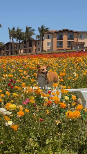 Image post by @ziggythecorg on Facebook