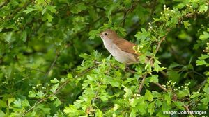 Image post by @rspb on Instagram