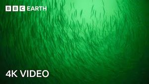 Video post by @bbcearth on YouTube
